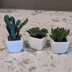 Succulent set